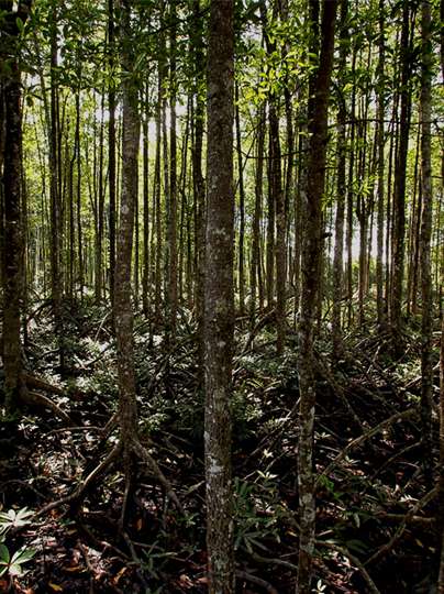 Forests are the backbone of a healthy and sustainable natural environment.